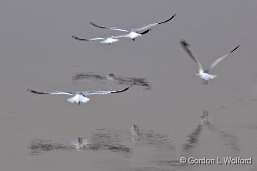 Fleeing Gulls_18463.jpg - Rideau Canal Waterway photographed at Rideau Ferry, Ontario, Canada.